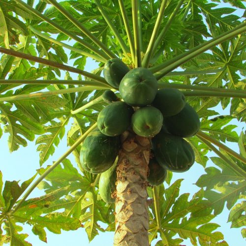 papaya-papaya-243241_1280