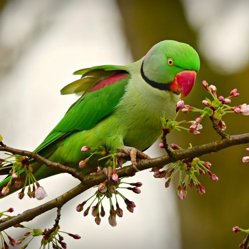 rose-ringed-parakeet-4070856_1280