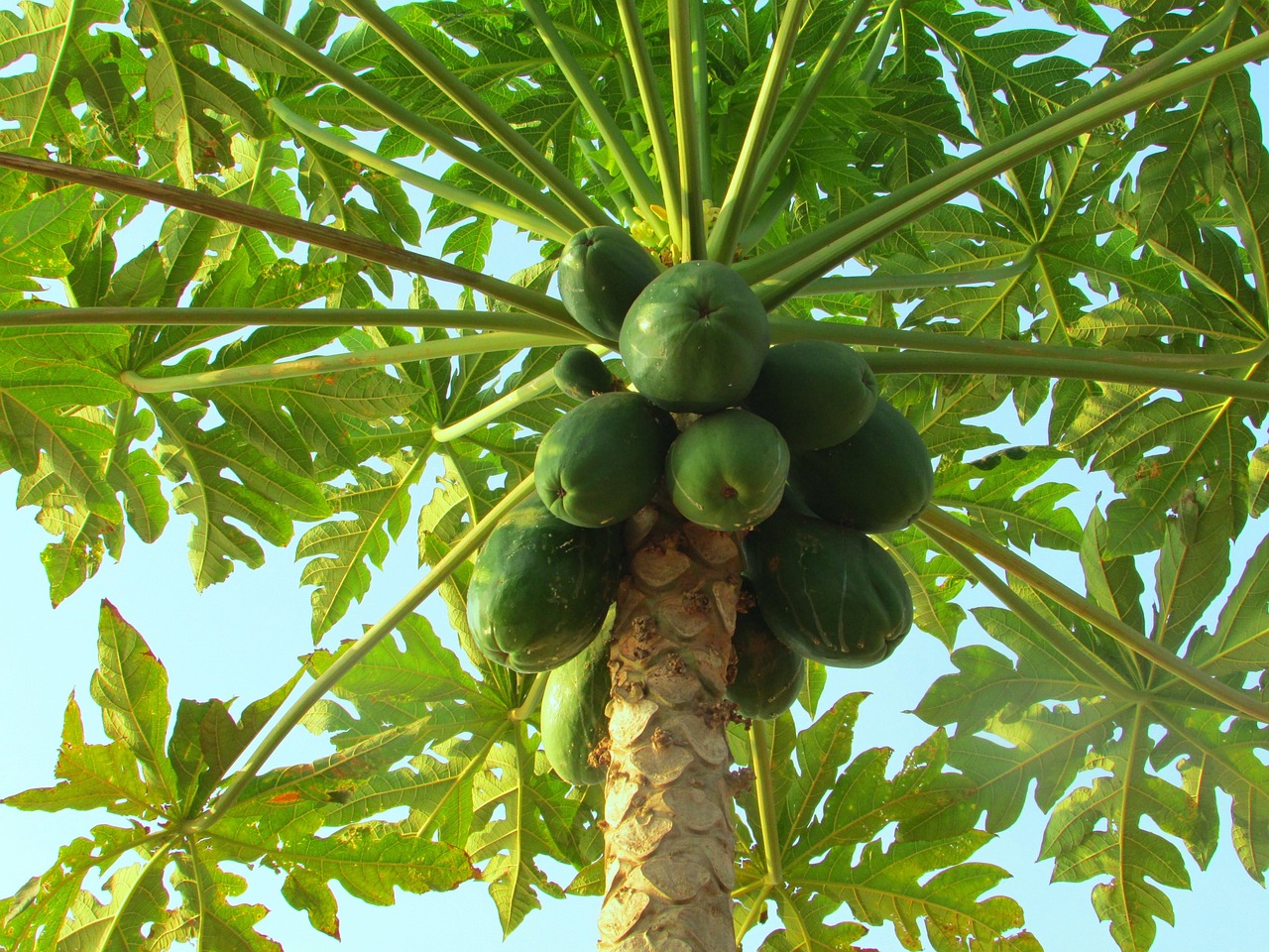 papaya-papaya-243241_1280