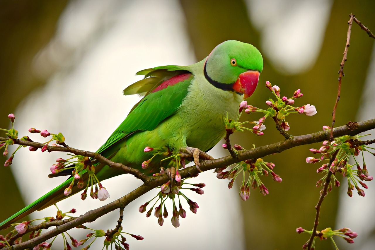 rose-ringed-parakeet-4070856_1280